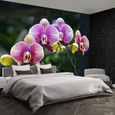 Wallpaper Orchid violet