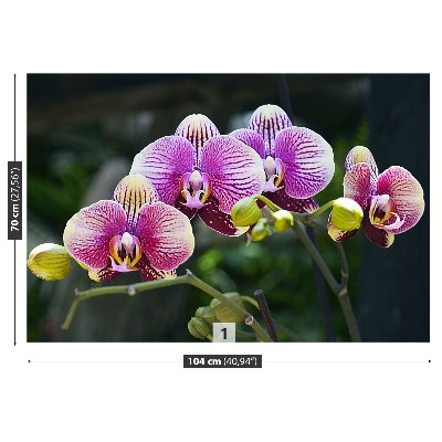 Wallpaper Orchid violet