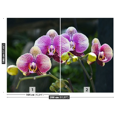 Wallpaper Orchid violet