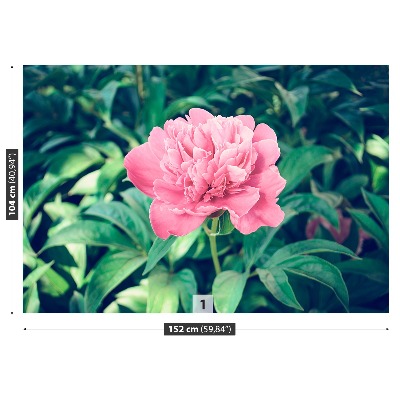 Wallpaper Pink peonies