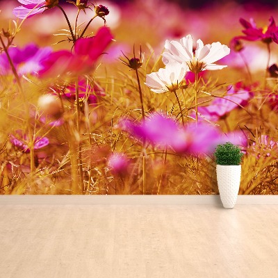 Wallpaper Cosmos flower