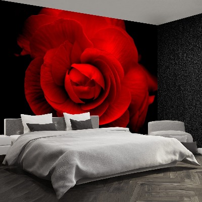 Wallpaper Red rose