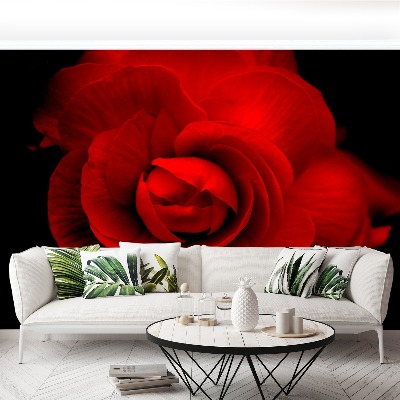 Wallpaper Red rose