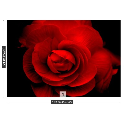 Wallpaper Red rose