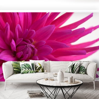 Wallpaper Dahlia pink