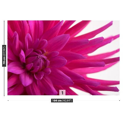 Wallpaper Dahlia pink