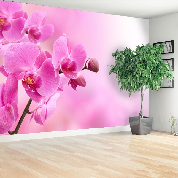 Wallpaper Pink orchid