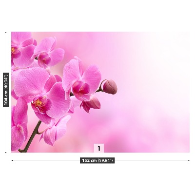 Wallpaper Pink orchid