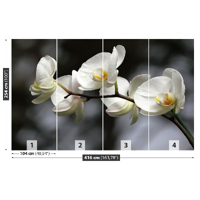 Wallpaper White orchid