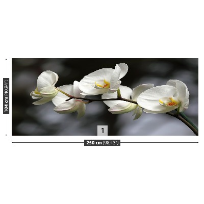 Wallpaper White orchid