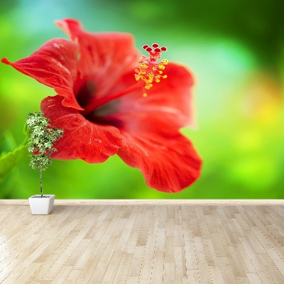 Wallpaper Hibiscus red