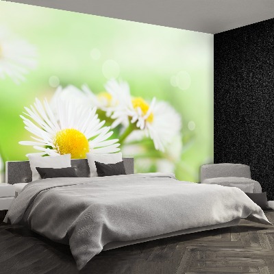 Wallpaper Green daisy