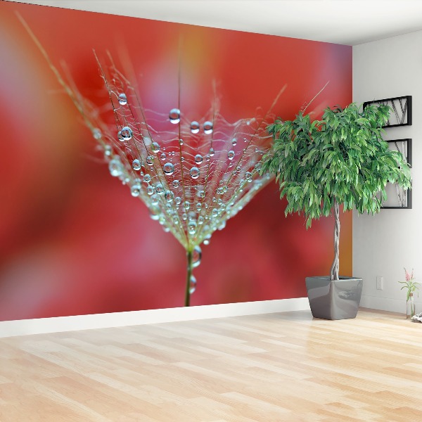 Wallpaper Dandelion red