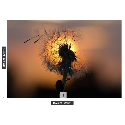 Wallpaper Dandelion sun