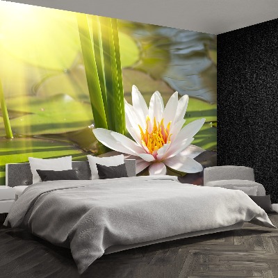Wallpaper Lotos and pond