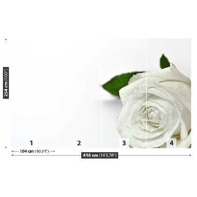 Wallpaper White rose