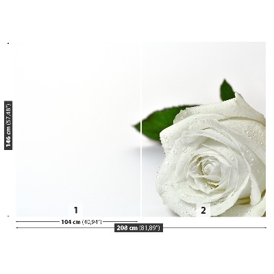 Wallpaper White rose