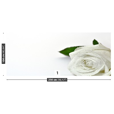 Wallpaper White rose