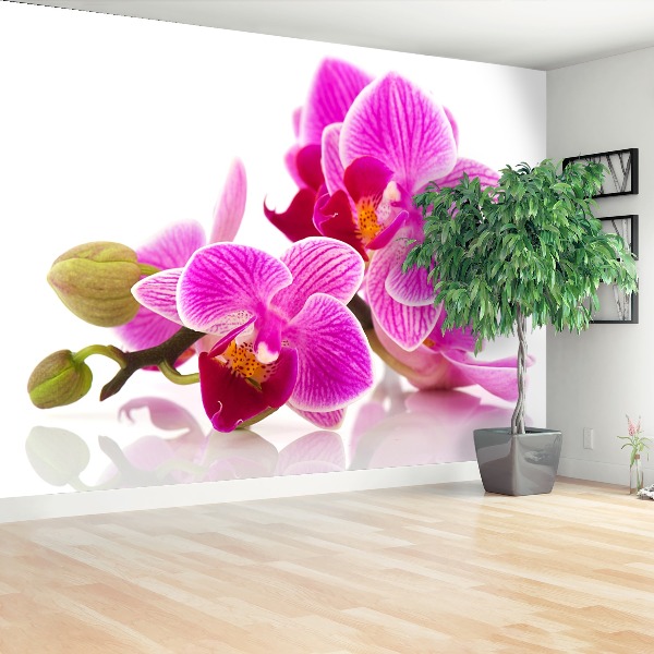 Wallpaper Orchid flowers