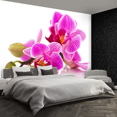 Wallpaper Orchid flowers
