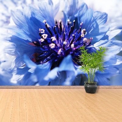 Wallpaper Cornflower blue