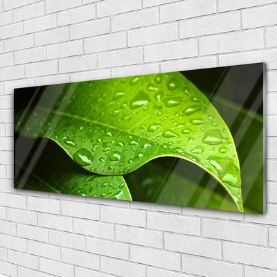 Acrylic Print Dew drops leaf floral green
