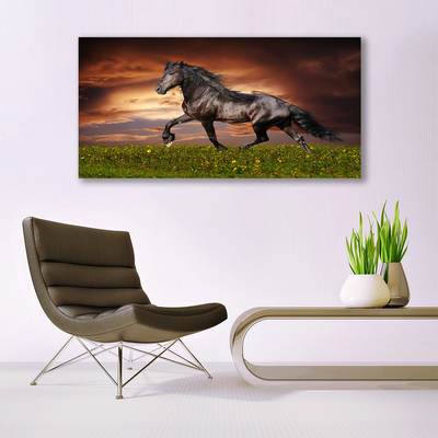 Acrylic Print Black horse meadow animals black green red