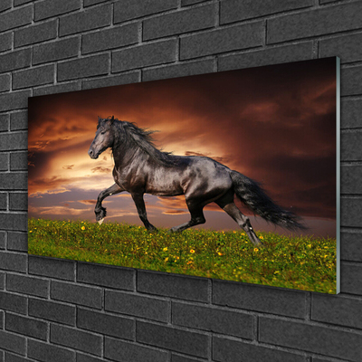 Acrylic Print Black horse meadow animals black green red