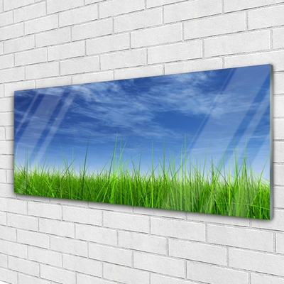 Acrylic Print Sky grass nature blue green