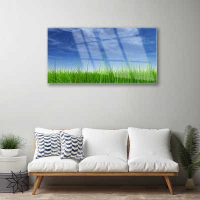 Acrylic Print Sky grass nature blue green