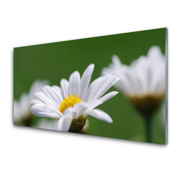 Acrylic Print Daisy floral white yellow green