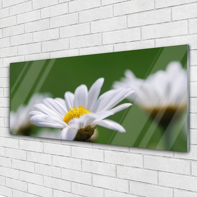 Acrylic Print Daisy floral white yellow green