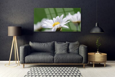 Acrylic Print Daisy floral white yellow green