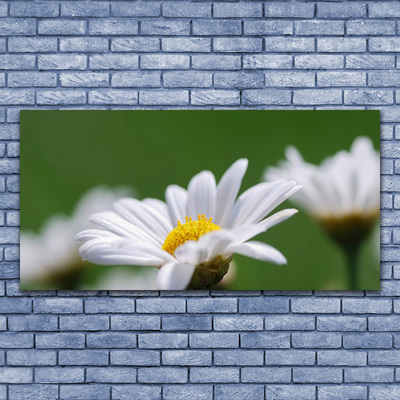 Acrylic Print Daisy floral white yellow green