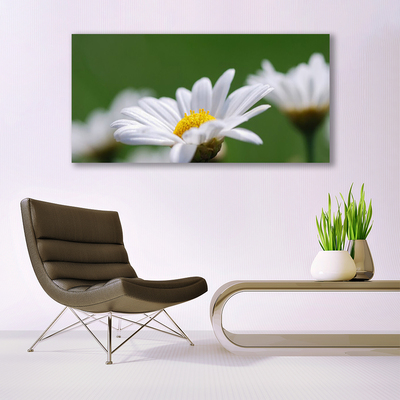 Acrylic Print Daisy floral white yellow green