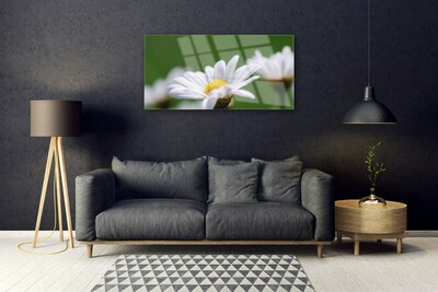 Acrylic Print Daisy floral white yellow green