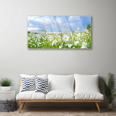 Acrylic Print Meadow daisies nature white yellow green blue