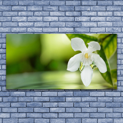 Acrylic Print Flower leaves floral white green