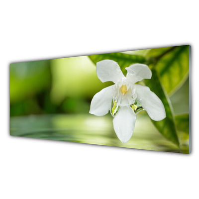 Acrylic Print Flower leaves floral white green