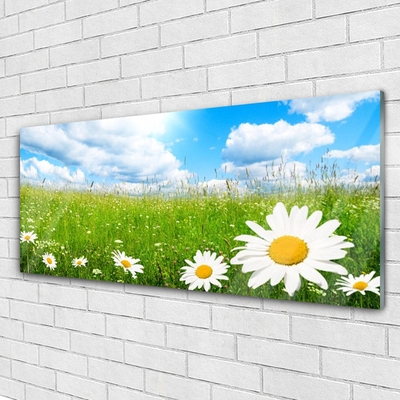 Acrylic Print Daisy grass nature white yellow green