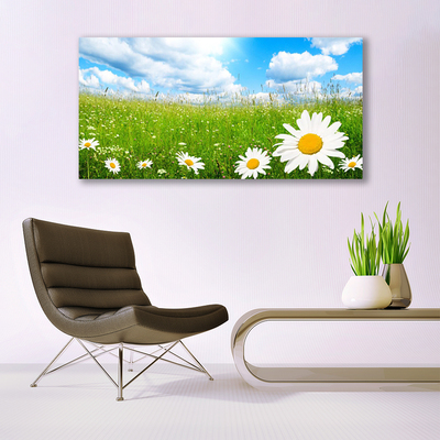 Acrylic Print Daisy grass nature white yellow green