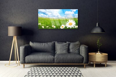 Acrylic Print Daisy grass nature white yellow green