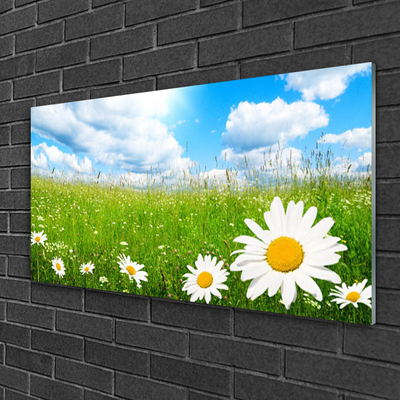 Acrylic Print Daisy grass nature white yellow green