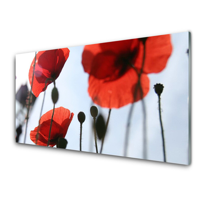 Acrylic Print Poppies floral red black