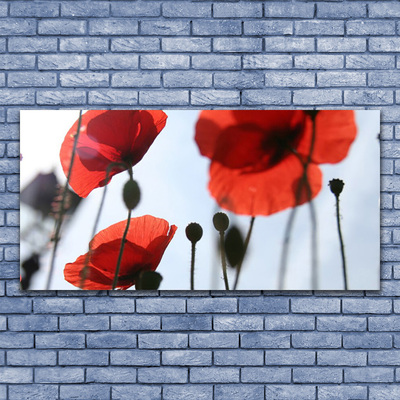 Acrylic Print Poppies floral red black