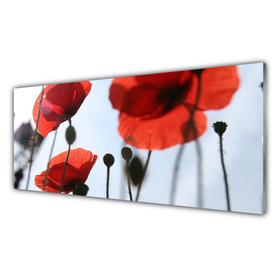 Acrylic Print Poppies floral red black