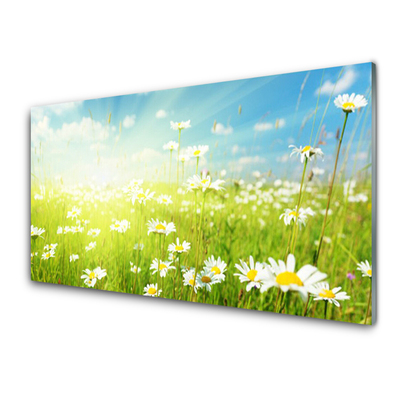 Acrylic Print Meadow daisies nature green white