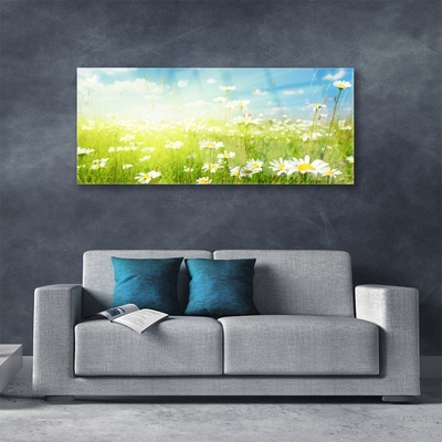 Acrylic Print Meadow daisies nature green white