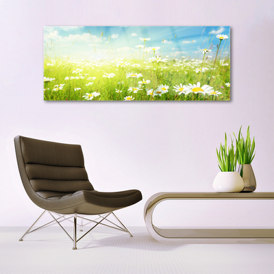 Acrylic Print Meadow daisies nature green white