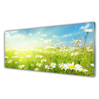 Acrylic Print Meadow daisies nature green white